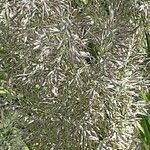 Calamagrostis arundinacea Fula
