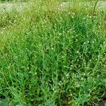 Gypsophila altissima Habitus