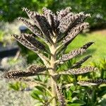 Kalanchoe daigremontiana Lapas