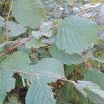 Corylus avellana Leaf