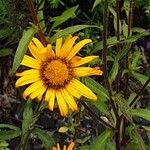 Buphthalmum salicifolium Fiore