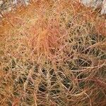 Ferocactus cylindraceus Foglia