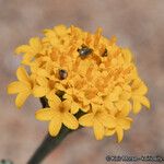 Chaenactis glabriuscula Kvet