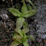 Pinguicula longifolia Hábito