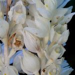 Cephalanthera austiniae Flower