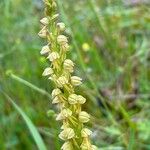 Orchis anthropophoraBlüte