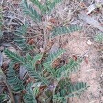 Astragalus sesameus Leaf