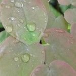 Epimedium grandiflorum Leaf