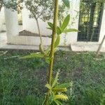 Salix babylonica Leaf