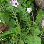 Linum grandiflorum 花