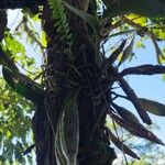 Epidendrum ciliare ഫലം