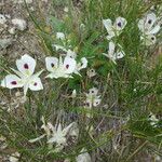 Calochortus eurycarpus Virág