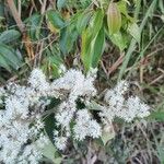 Miconia minutiflora