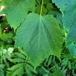 Acer spicatum Feuille