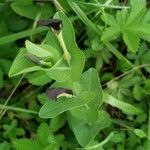 Aristolochia rotunda Blatt