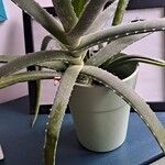 Aloe veraList