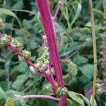 Amaranthus hybridus Bark