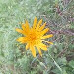 Tragopogon orientalis Bloem