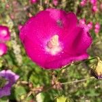 Callirhoe digitata Flower