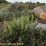 Sideritis fruticulosa Plante entière