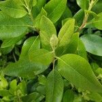 Rhododendron columbianum Hoja