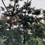 Pinus parviflora आदत