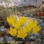 Sternbergia sicula आदत