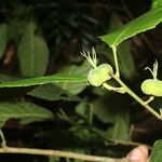 Cleidion castaneifolium Fruit