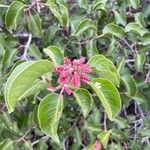 Rhus ovataFlower