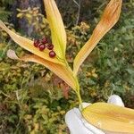 Maianthemum stellatum Fruit