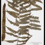 Cyathea cyatheoides Folla