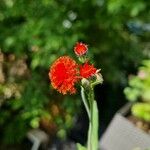 Emilia coccinea Flower