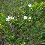 Sannantha leratii Habit