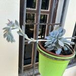 Echeveria laui ഇല