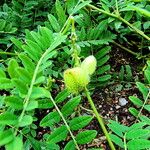 Astragalus alopecurus Frucht