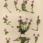 Pedicularis sylvatica Habit