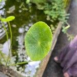 Hydrocotyle verticillata 葉