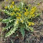 Verbascum sinuatum অভ্যাস