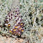 Cistanche violacea Habit