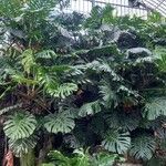 Monstera deliciosa Pokrój