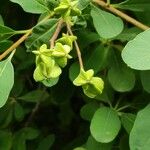 Exochorda × macrantha Fruit