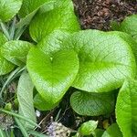 Trachystemon orientalis Hostoa