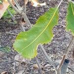 Banksia robur पत्ता