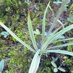 Anticlea elegans Foglia