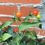 Solanum pseudocapsicum Fruit