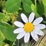 Anthemis cotula Цвят