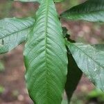 Quiina guianensis Leaf
