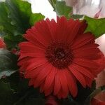 Gerbera jamesonii Çiçek