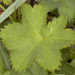 Alchemilla filicaulis ഇല