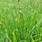 Carex hostiana अन्य